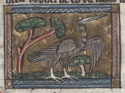 Bittern, long sharp beak