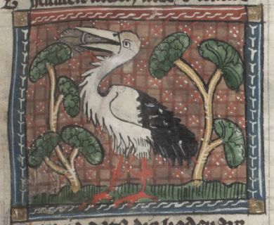 Stork swallowing fish